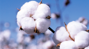 Cotton 101; What Makes Good Cotton