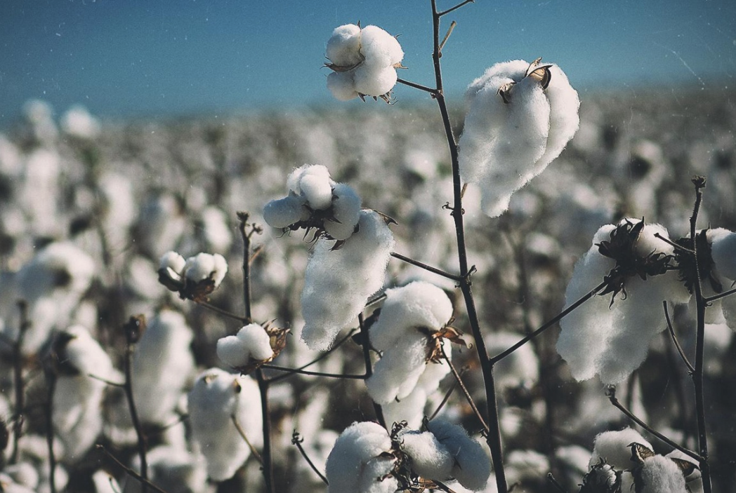 Why Organic Cotton? A Scary Fact Might Just Answer That Question