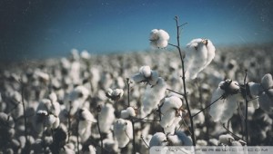 Why Organic Cotton? A Scary Fact Might Just Answer That Question